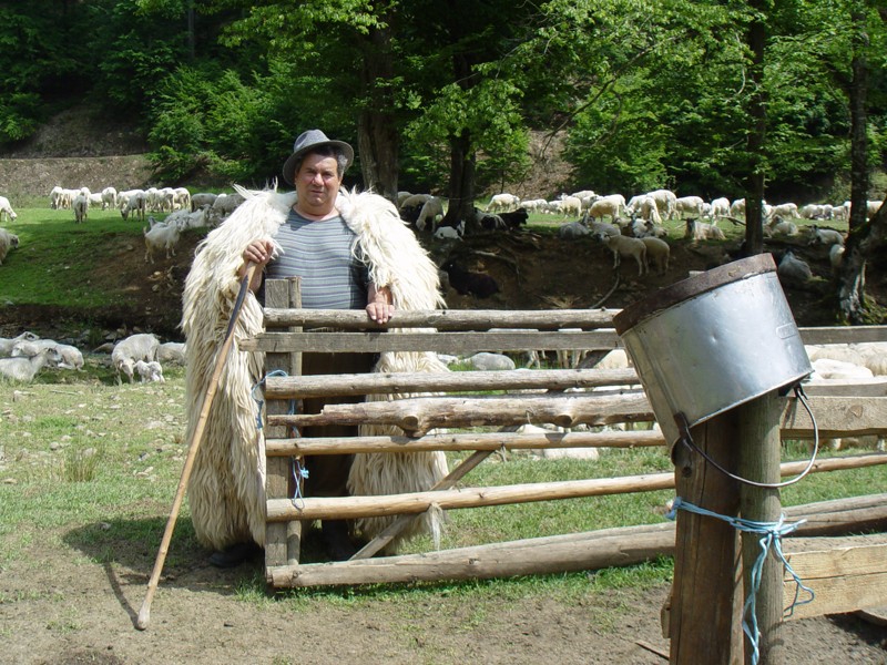 Fascinate garlic birth Creşterea oilor, o afacere între profit şi pierdere - Graiul Maramureșului  - Cotidian independent al județului Maramureș