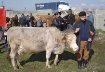 Ioan Rogojan din Chechiş, cu vaca la tîrg