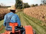 A veteran farmer rides his aging orange tractor into corn fields