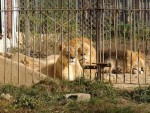 lei zoo