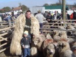 ovine