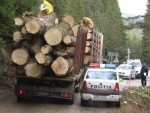 Transporturi ilegale lemn