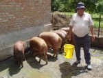 porci