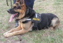 Infractor depistat de câinele-erou, Meban