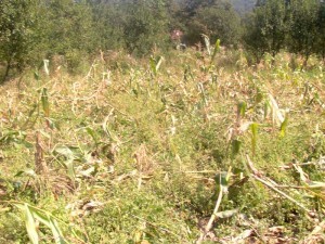 Porumb distrus de animalele sălbatice