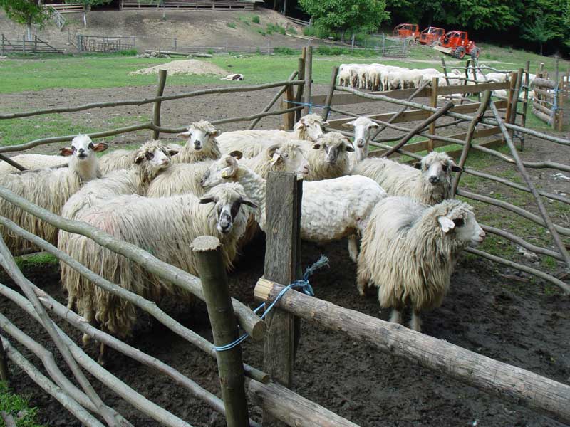 berbeci