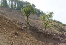 Prima împădurire
