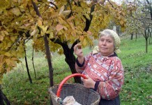 Asigurarea ţăranilor pentru pensie