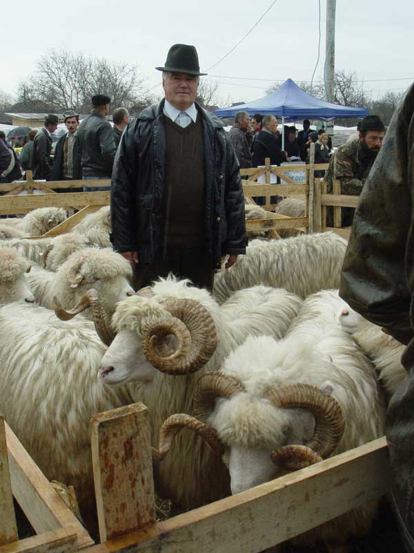 oi Crescătorul de ovine Gheorghe Pop din Seini