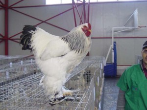 Cocoş Brahma Columbia Alb, proprietar Bogdan Mesaroş