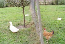 Influenţa aviară ne afectează