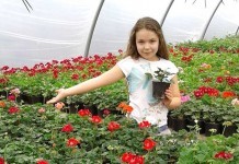 Florile din Groşii Ţibleşului