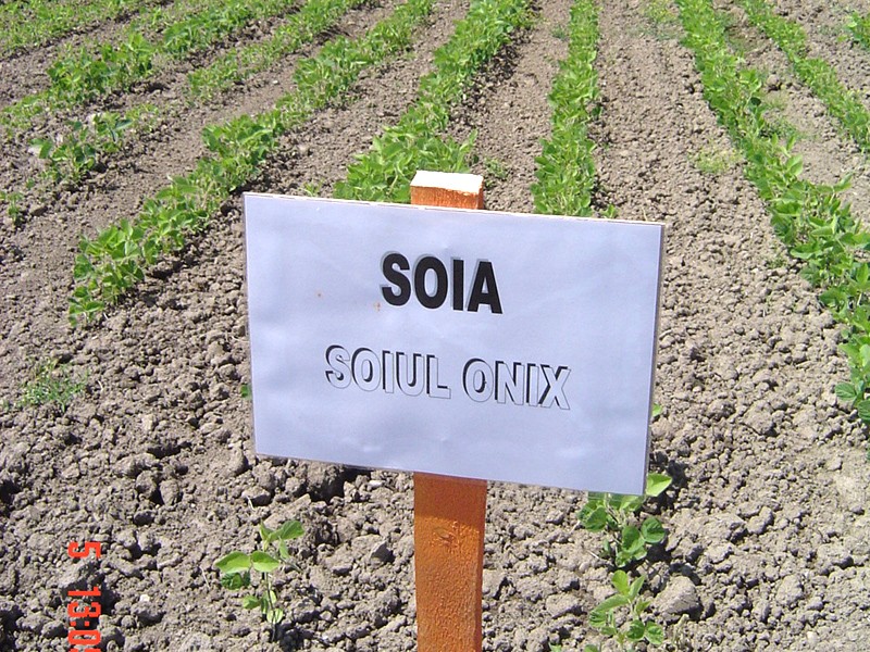 soia