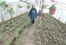 Rozalia Gergely îngrijeşte legumele din solarul încălzit