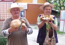 Vremea ciupercilor