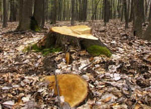taieri-ilegale-de-arbori