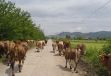 Negocieri cu zootehniştii