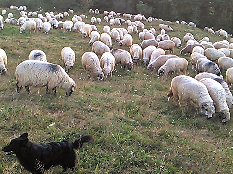 Turmaa de oi a familiei Mihalca