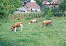 Păşuni întreţinute „în tandem”