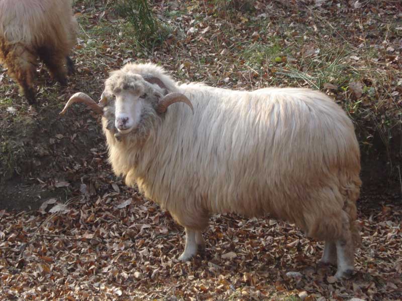 berbec