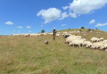 Cristian Boldan - proprietar de ovine din satul Ciuta
