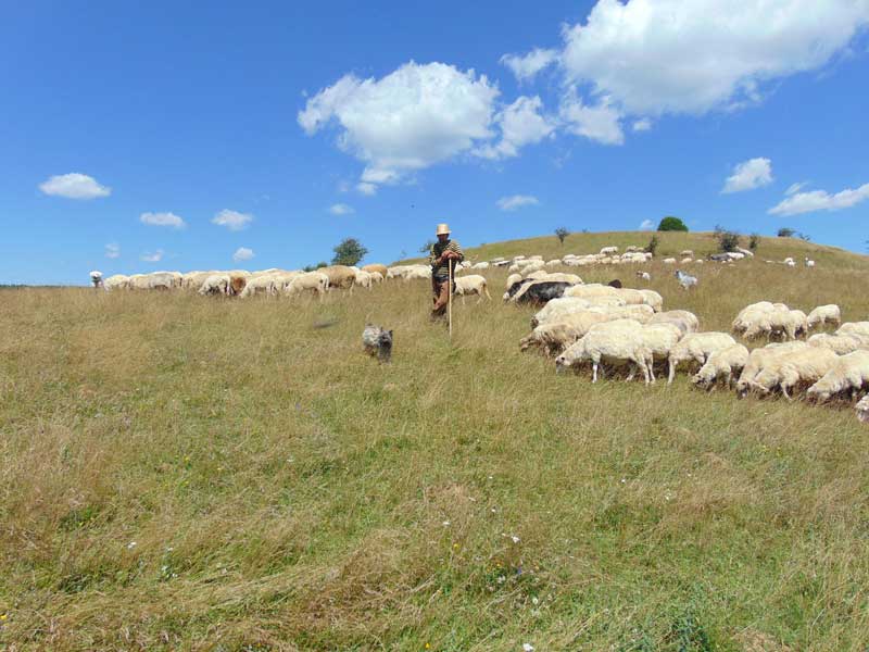 cioban-cu-oi Cristian Boldan - proprietar de ovine din satul Ciuta