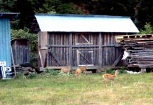 Viaţa din Valea Iederii Cei patru iezi