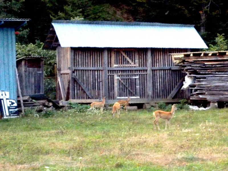 Cei-patru-iezişori-la-pascut-in-tarc Cei patru iezi