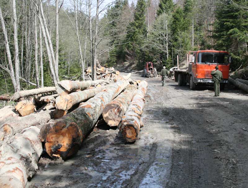 forestier