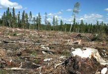 340 ha de pădure tăiată ilegal!