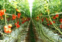 Roşii bio de Cerneşti Sera cultivată cu roşii