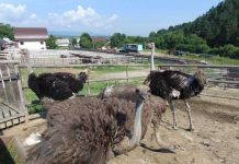 Ferma de struţi de la Călineşti