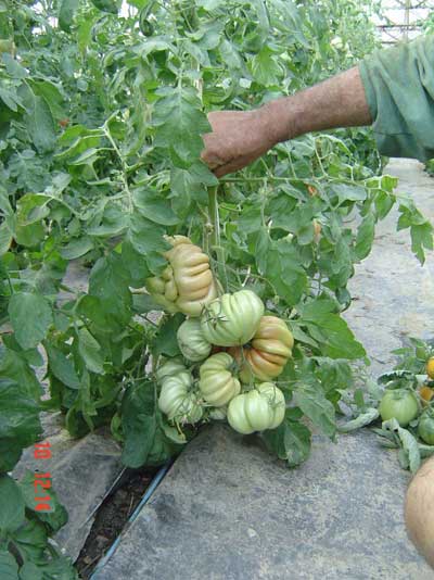 Referindu-se la situaţia fermierilor care aruncă tone de roşii, Ministerul Agriculturii şi Dezvoltării Rurale anunţă că în această situaţie se află mai mulţi fermieri care au depus la Direcţia Agricolă Judeţeană deconturi pentru o cantitate de roşii. Există însă şi pierderi prin putrezire, fie pe plantă, fie în procesul de recoltare, transport sau valorificare. Aceste pierderi sînt inerente, iar pierderile intră în procentul de pierderi tehnologice. Pe piaţă, este un exces de roşii, datorită producţiilor realizate de către cei peste 12.000 de fermieri care s-au înscris în programul naţional de sprijin pentru tomate, din care peste 5.500 au livrat minimum 2.000 de kg şi o parte au fost deja plătiţi cu 3.000 euro. Plăţile sînt în desfăşurare, pe măsură ce fermierii depun documentele justificative la Direcţia Agricolă. În pieţele agroalimentare există tomate româneşti, iar în supermarketuri, de asemenea. Scăderea preţului la consumator este un obiectiv urmărit de stat. • În pieţele ţărăneşti din Baia Mare, există roşii româneşti produse prin programul subvenţionat de stat. Costă 7 lei/kg, mai scumpe decît roşiile de import, 5 lei/kg, dar gustul este mai bun (cu ceva). Referindu-se la situaţia fermierilor care aruncă tone de roşii, Ministerul Agriculturii şi Dezvoltării Rurale anunţă că în această situaţie se află mai mulţi fermieri care au depus la Direcţia Agricolă Judeţeană deconturi pentru o cantitate de roşii. Există însă şi pierderi prin putrezire, fie pe plantă, fie în procesul de recoltare, transport sau valorificare. Aceste pierderi sînt inerente, iar pierderile intră în procentul de pierderi tehnologice. Pe piaţă, este un exces de roşii, datorită producţiilor realizate de către cei peste 12.000 de fermieri care s-au înscris în programul naţional de sprijin pentru tomate, din care peste 5.500 au livrat minimum 2.000 de kg şi o parte au fost deja plătiţi cu 3.000 euro. Plăţile sînt în desfăşurare, pe măsură ce fermierii depun documentele justificative la Direcţia Agricolă. În pieţele agroalimentare există tomate româneşti, iar în supermarketuri, de asemenea. Scăderea preţului la consumator este un obiectiv urmărit de stat. • În pieţele ţărăneşti din Baia Mare, există roşii româneşti produse prin programul subvenţionat de stat. Costă 7 lei/kg, mai scumpe decît roşiile de import, 5 lei/kg, dar gustul este mai bun (cu ceva).