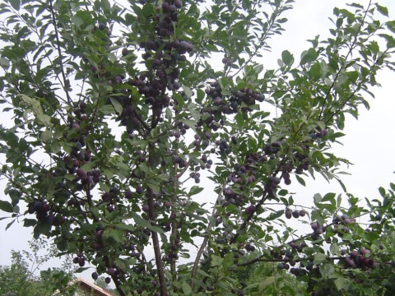 DSC04621