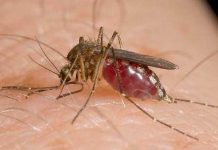 Virusul West Nile a ajuns în Satu Mare