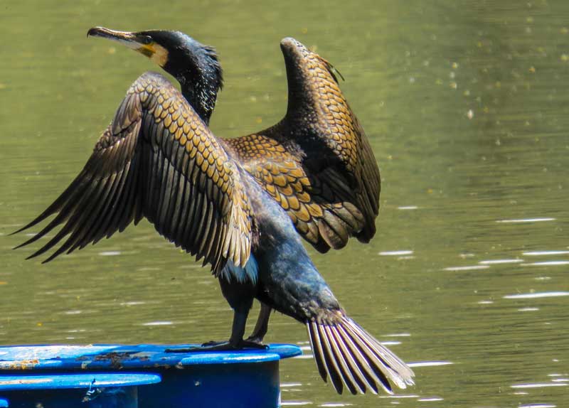 cormorani