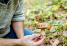 Tot mai mulţi pacienţi în stare gravă, din cauza ciupercilor