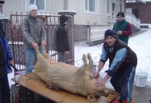 Sacrificarea porcilor în gospodărie