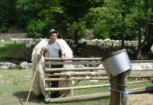 Crescător de oi din Cicîrlău