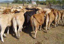 Bovine de carne, într-o fermă din Seini