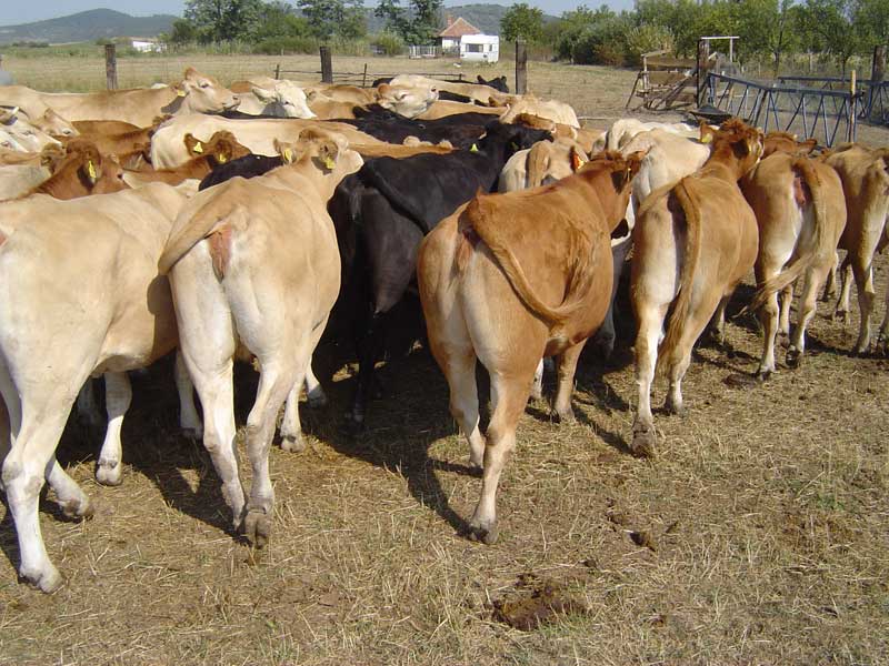 vaci Bovine de carne, într-o fermă din Seini