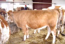 Fermă de vaci de lapte, în Şomcuta Mare