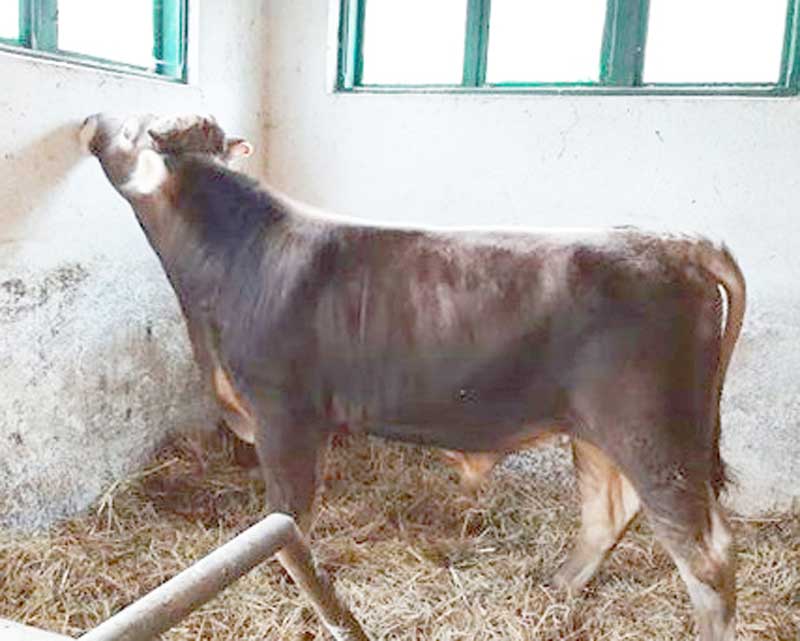 BrunulTaur