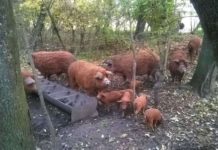 Ajutor condiționat pentru Bazna și Mangalița