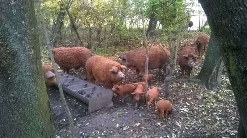 porci_mangalita