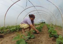 În Remetea Chioarului • Agricultorii au trecut cu bine peste vremea capricioasă și pandemie