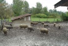 Ajutor pentru cotețe Microfermă de porci Mangaliţa (regim semi-deschis), în satul Lăpuşel