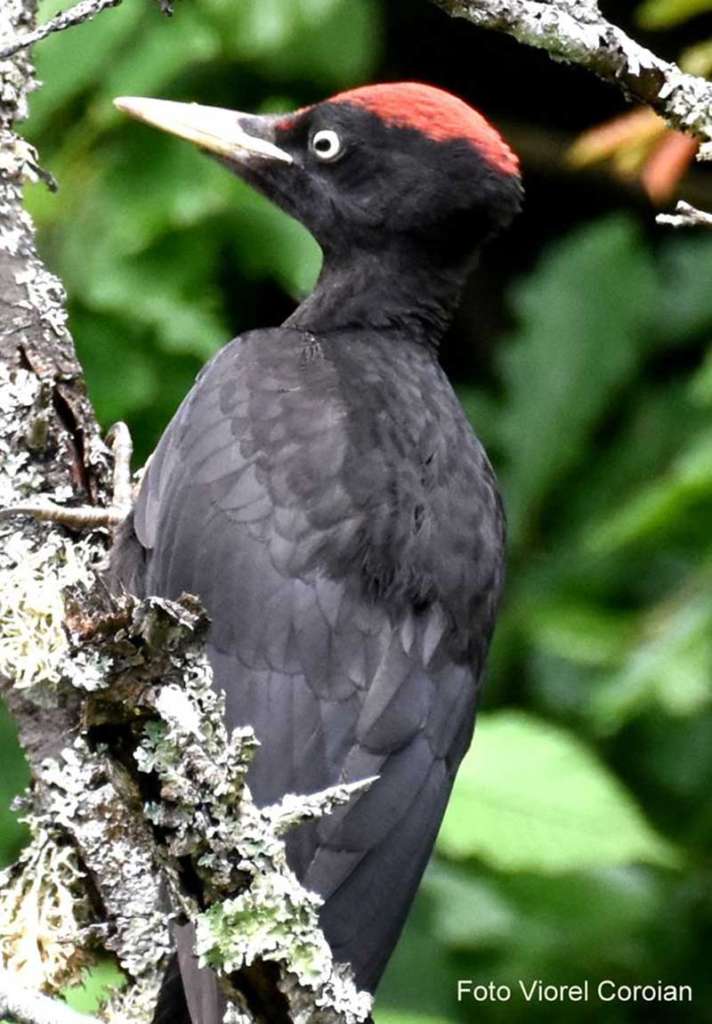 ciocanitoarea-neagra (foto Viorel Coroian)