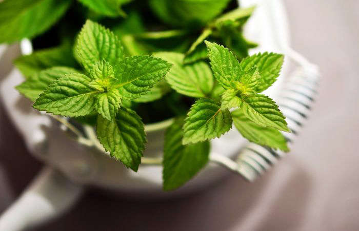 menta_700x451
