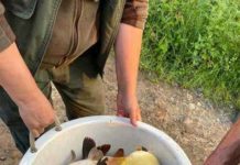 Crapi şi caraşi pentru pescari